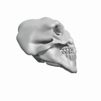 troll-skull-3.png 3 Head Cave Troll of Moria skull