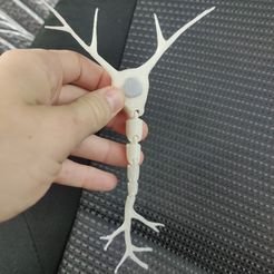 IMG_20230818_081757.jpeg Fichier STL Neurone avec axone articulé・Plan imprimable en 3D à télécharger