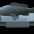 Dusky-grouper-48.png fish dusky grouper / Epinephelus marginatus statue detailed texture for 3d printing