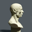 SIDE.png Bust Écorché  for study + PDF anatomy manual