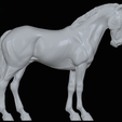 IMG_5076.png Mule,warmblood, and Roman nose horses