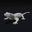 21.png Gargoyle Gecko Pet Reptile