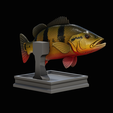 peacock-bass-trophy-1-1-9.png Peacock bass (Cichla ocellaris) fish in motion trophy statue for 3d printing