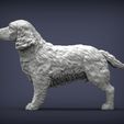 Spaniel2.jpg 3D-Datei Englischer Springer Spaniel 3D-Druck Modell・Design für 3D-Drucker zum herunterladen