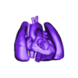 OBJ_lungsandheart.obj 3D Model of Heart and Lungs