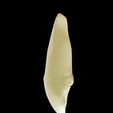4.png Left Upper Lateral Lateral Incisor #22