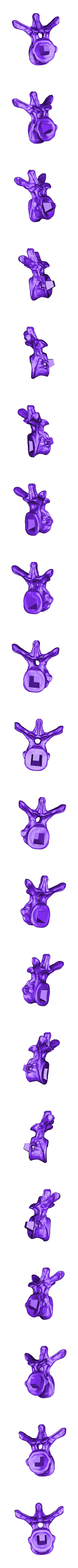 Dorsal_Vertebra_03.OBJ Scheletro di piccolo T-rex a grandezza naturale - Parte 04/10