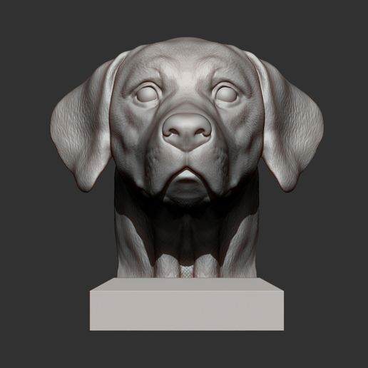 Labrador8.jpg Labrador Modèle d'impression 3D