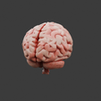Render.png Brain
