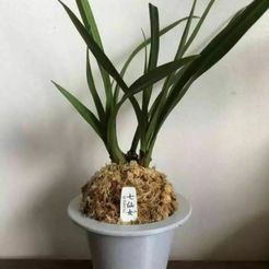 fuuran.JPG Free STL file Furan Orchid Pot・3D print model to download