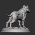 5.jpg Pit Bull Terrier
