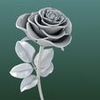 Image01.jpg Rose flowers