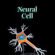 Neural-Cell-thumb.jpg Neural Cell