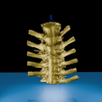 0002.png 逼真的胸椎与肋骨 3D 可打印解剖模型
