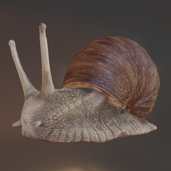 image_2023-05-13_124648081.png Snail High Detailed 3D print ready