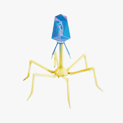 Bacteriophage_Tumbnail.png 3D file Bacteriophage Anatomy・3D print object to download