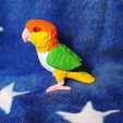 IMG_20240617_154827486.jpg Caique