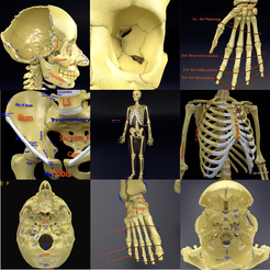 sig1200.png Esqueleto humano conjunto completo separable etiquetado nombres de los huesos partes modelo 3D