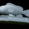 White-grouper-open-mouth-statue-68.png fish white grouper / Epinephelus aeneus open mouth statue detailed texture for 3d printing