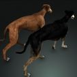 03.jpg DOG - DOWNLOAD Greyhound dog 3d model - Animated CANINE PET GUARDIAN WOLF HOUSE HOME GARDEN POLICE - 3D printing Greyhound DOG DOG DOG
