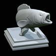 White-grouper-open-mouth-1-41.png fish white grouper / Epinephelus aeneus trophy statue detailed texture for 3d printing