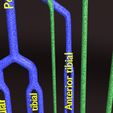 PSfinal0075.jpg Human venous system schematic 3D