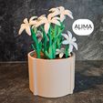 20240311_174013.jpg Charming lily plant for the office or home
