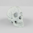 Feather_Skull_V2.png Feather Skull