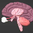 5.png 3D Model of Brain, Brain Stem and Eyes