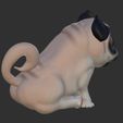 IMG_3561.jpg baby pug