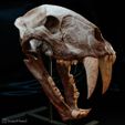 machairodus-horriblis-03.jpg Saber-tooth tiger skull (Machairodus)