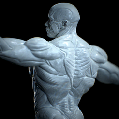 Untitled_Viewport_002.png Anatomia Humana Musculacion - Muscle Anatomy human adapted Print