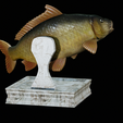 Carp-trophy-statue-8.png fish carp / Cyprinus carpio in motion trophy statue detailed texture for 3d printing