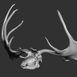 2023-01-17-1.png Megaloceros Deer skull