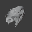 Aldabra-Tortoise-Skull_front_angle.png Aldabra Tortoise Skull