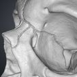 Human_Skull_Render_3Demon.660.jpg Anatomically Correct Human Skull - Homo Sapiens Sapiens