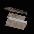 northern-pike-statue-box-1-2-1-19.png fish NORTHERN PIKE (ESOX LUCIUS) open mouth with storage space / for 3d printing