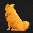 3531-Chihuahua_Long_Coat_Pose_04.jpg Chihuahua Long Coat Dog 3D Print Model Pose 04