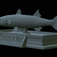 Barracuda-mouth-statue-37.png fish great barracuda / Sphyraena barracuda open mouth statue detailed texture for 3d printing