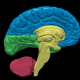 6.PNG.3bc15da20c0480f47c33817c2ce87e58.png 3D Model of Human Brain