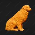 552-Australian_Shepherd_Dog_Pose_06.jpg Australian Shepherd Dog 3D Print Model Pose 06