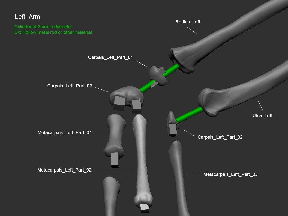 Ref_03.jpg Download file Life-size Vélociraptor skeleton Part01/05 • Template to 3D print, Inhuman_species