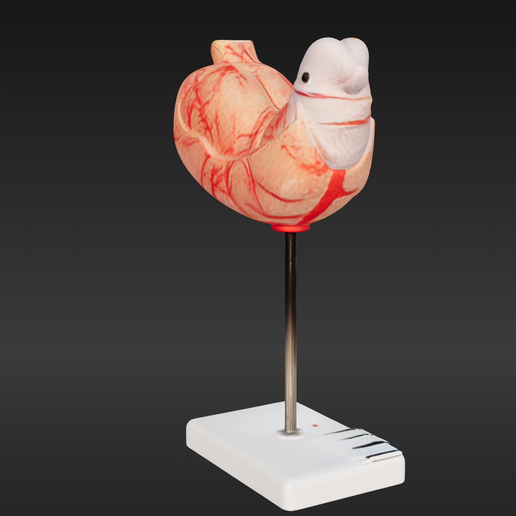 Human Stomach Models | Stomach Model Replica - View #6