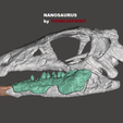 nanosaurus-skull-img.png Dinosaur Skull - Nanosaurus