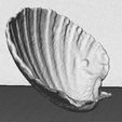 side_display_large.jpg Sea Shell - Digitizer MultiScan