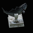 coalfish-open-mouth-statue-box-19.png COALFISH / POLLACHIUS VIRENS trophy with storage space for 3d printing