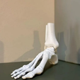 anatomy-of-the-bones-of-the-feet.png Foot Bones Anatomy 3D Printable Model