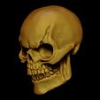 Craneorender4.0.jpg Skull / Skeletor Skull