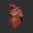 5.jpg HUMAN HEART