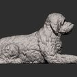 Goldendoodle-lies13.jpg Goldendoodle lies 3D printed model